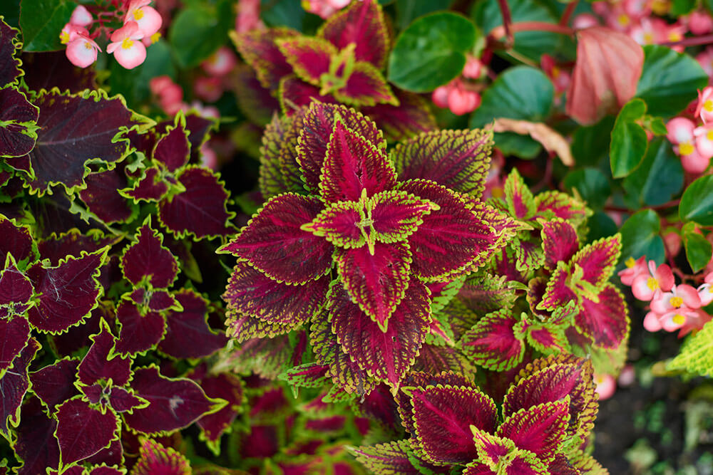coleus forskohlii