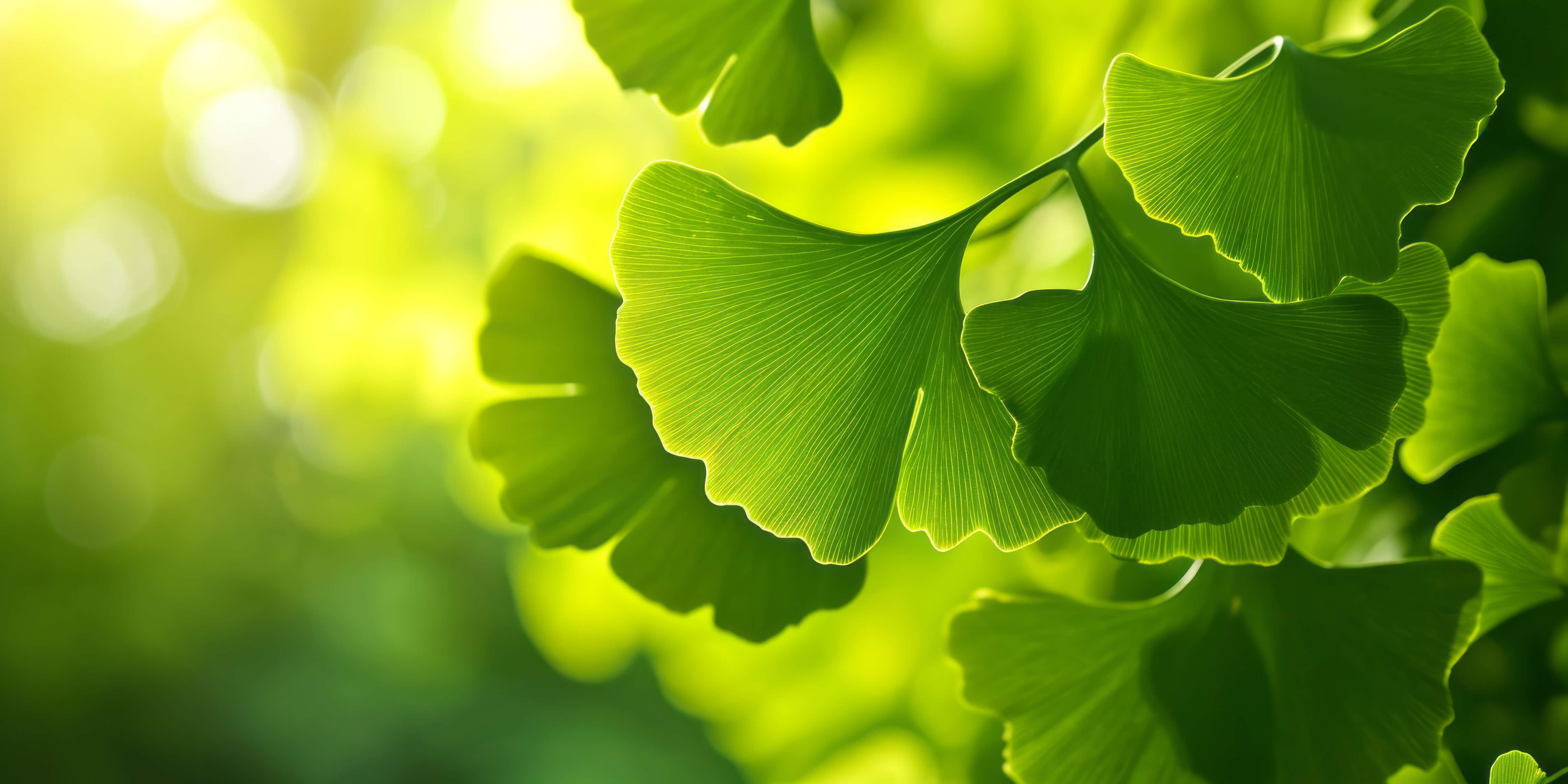 Ginkgo biloba 
