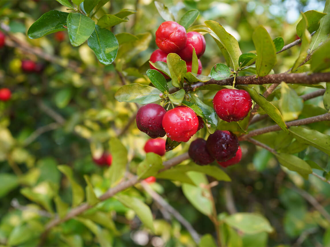 acerola 