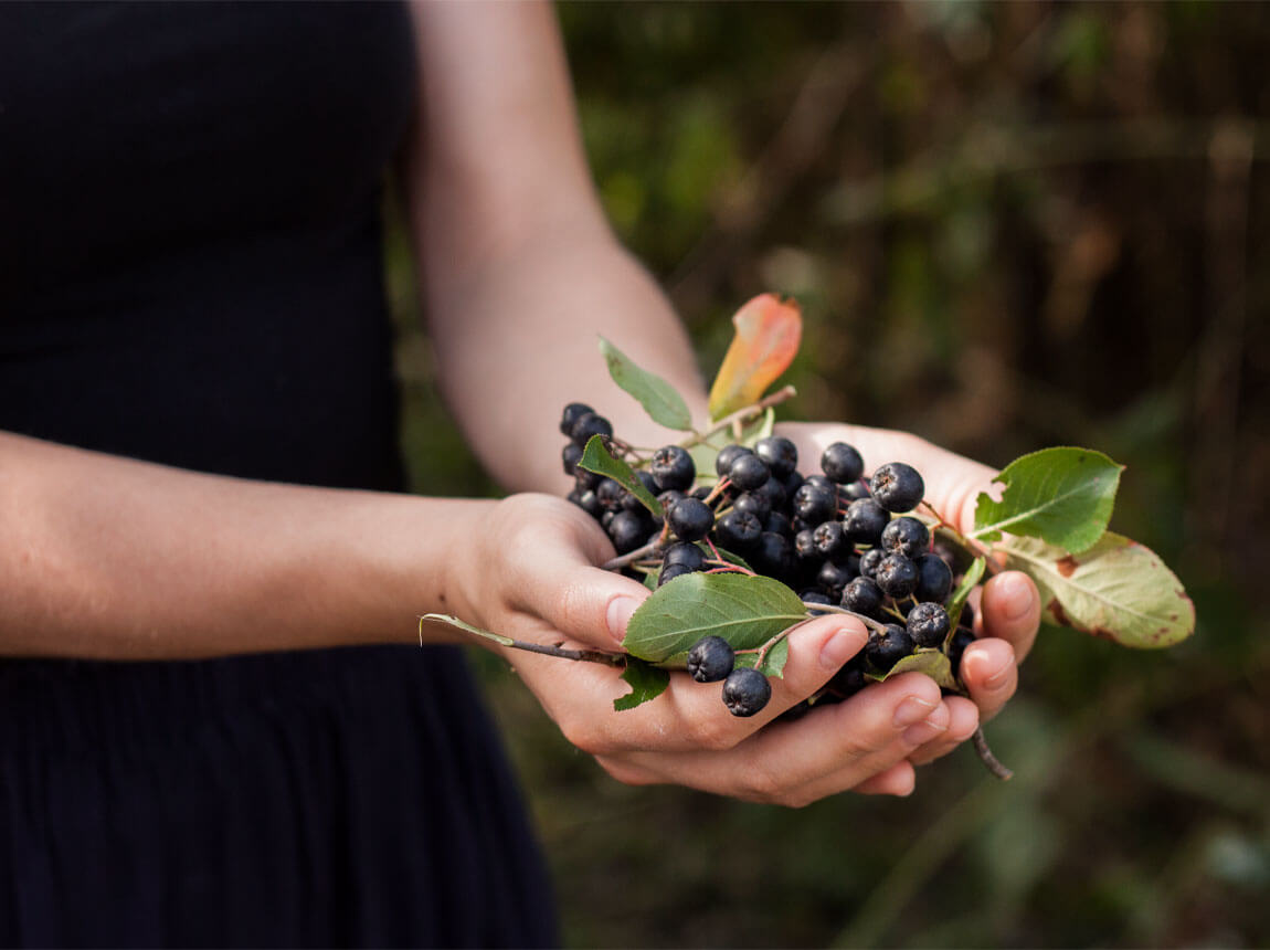 Aronia černoplodá