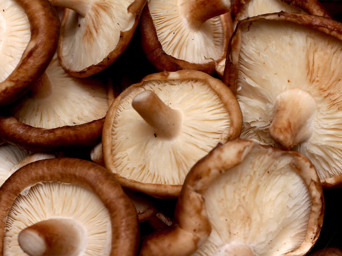 Houba shiitake (Lentinula edodes)