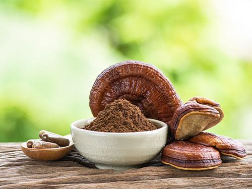 Reishi houba – na co pomáhá, jak působí a jak se používá?