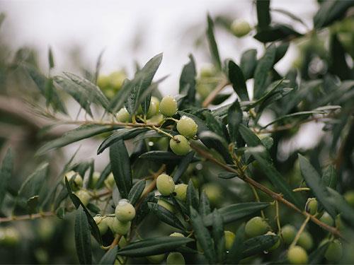 Olivový list – vlastnosti a použití?